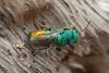 Chrysis marginata